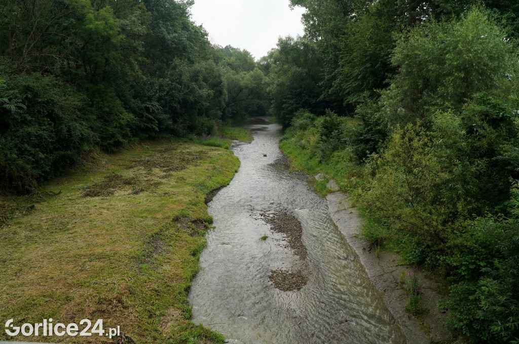 Wykoszone brzegi Sękówki