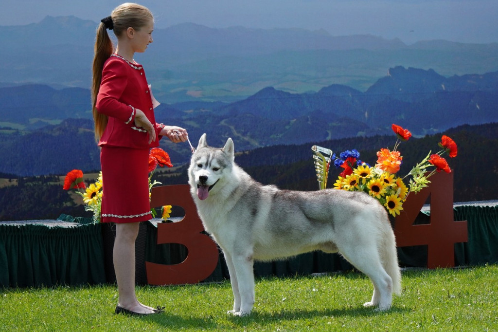 Wystawa psów rasowych - Gorlice 05.08.