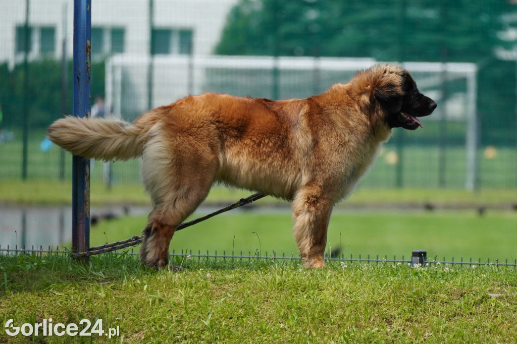 Wystawa psów rasowych - Gorlice 05.08.