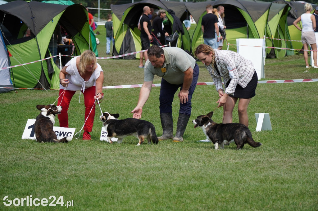 Wystawa psów rasowych - Gorlice 05.08.