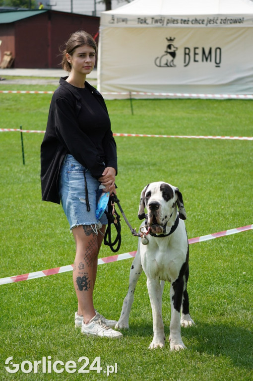 Wystawa psów rasowych - Gorlice 05.08.