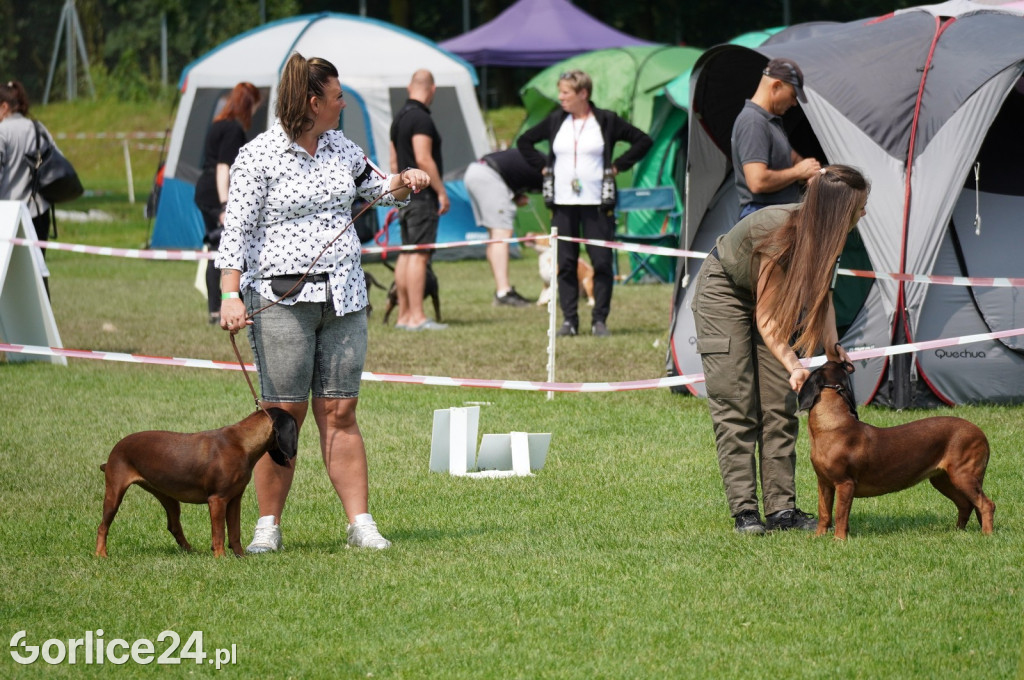 Wystawa psów rasowych - Gorlice 05.08.