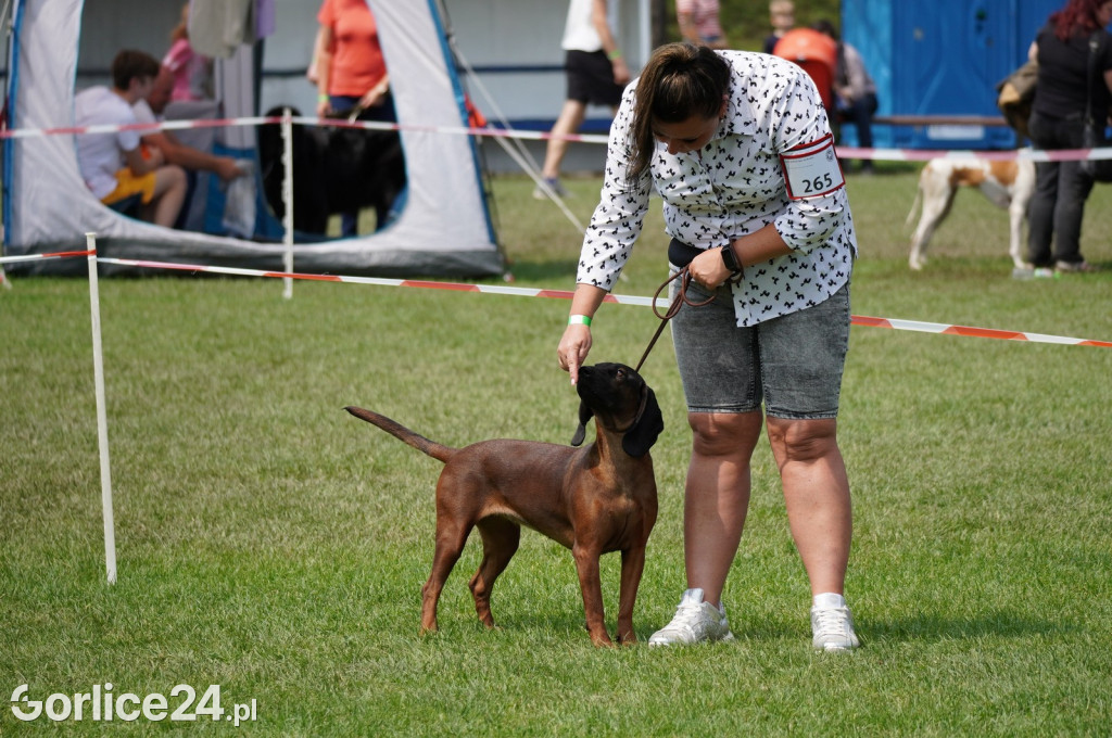 Wystawa psów rasowych - Gorlice 05.08.