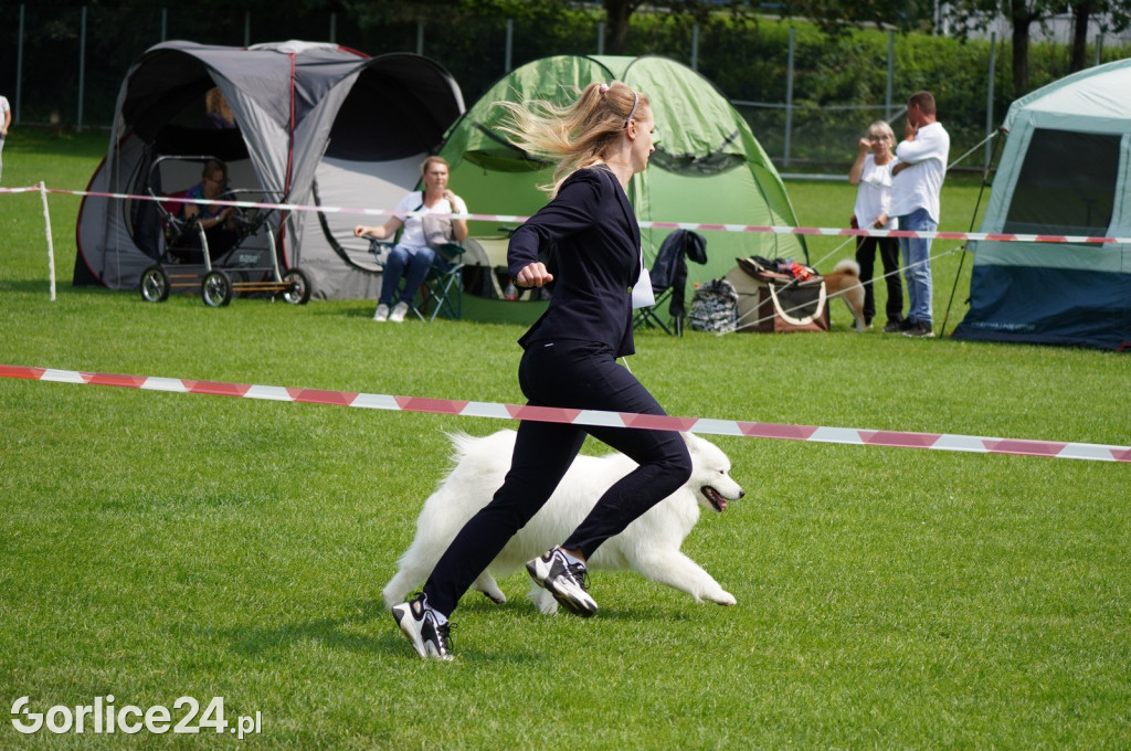 Wystawa psów rasowych - Gorlice 05.08.