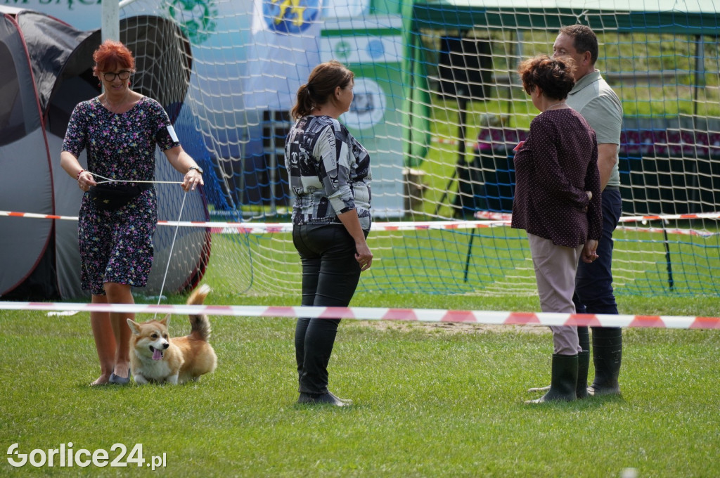 Wystawa psów rasowych - Gorlice 05.08.
