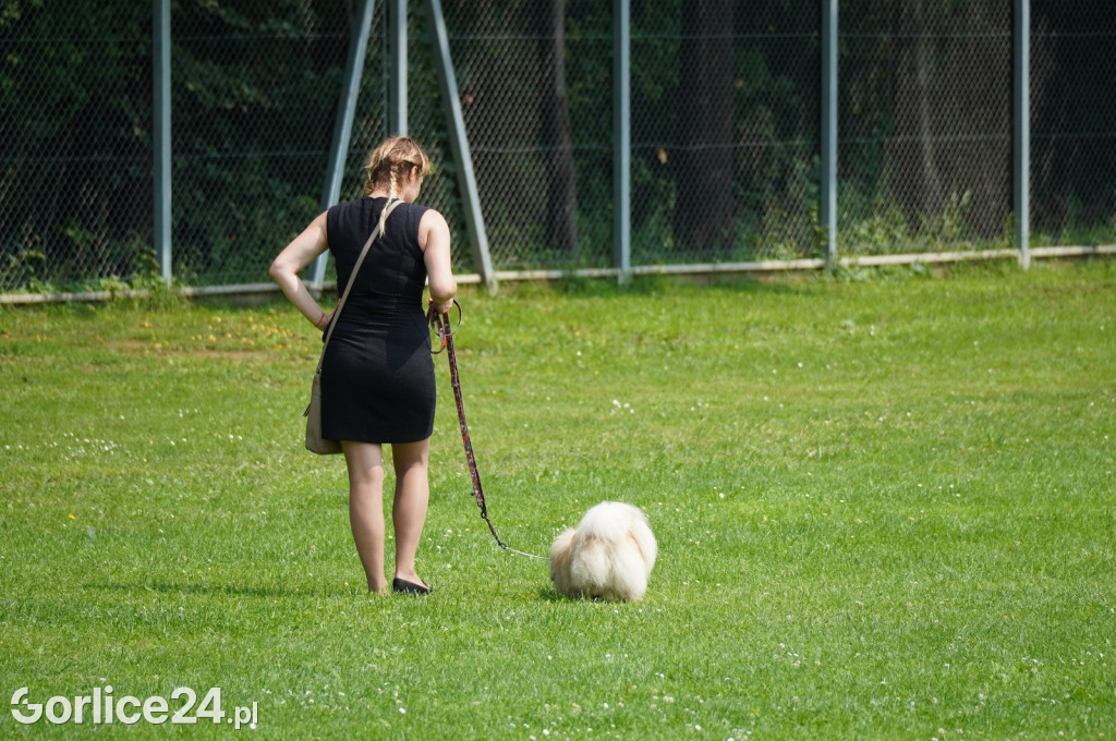 Wystawa psów rasowych - Gorlice 05.08.
