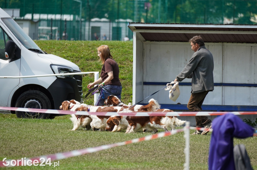 Wystawa psów rasowych - Gorlice 05.08.