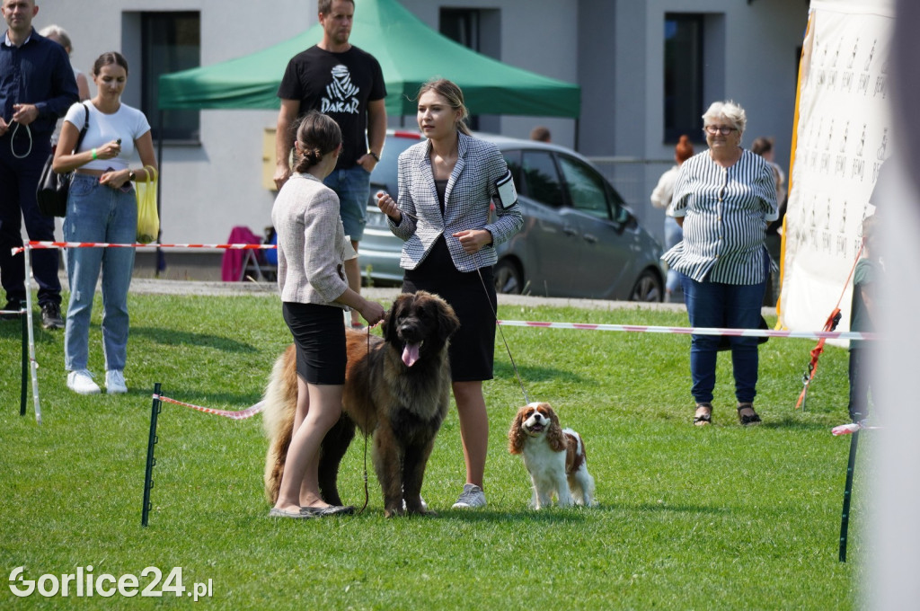 Wystawa psów rasowych - Gorlice 05.08.