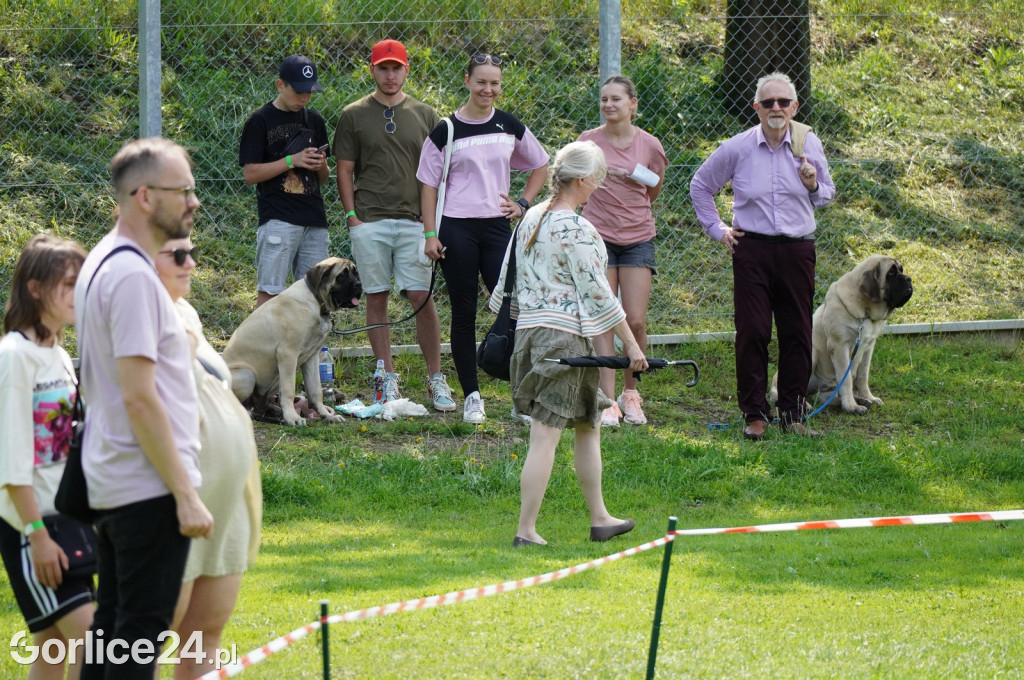 Wystawa psów rasowych - Gorlice 05.08.