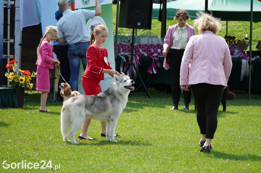 Wystawa psów rasowych - Gorlice 05.08.
