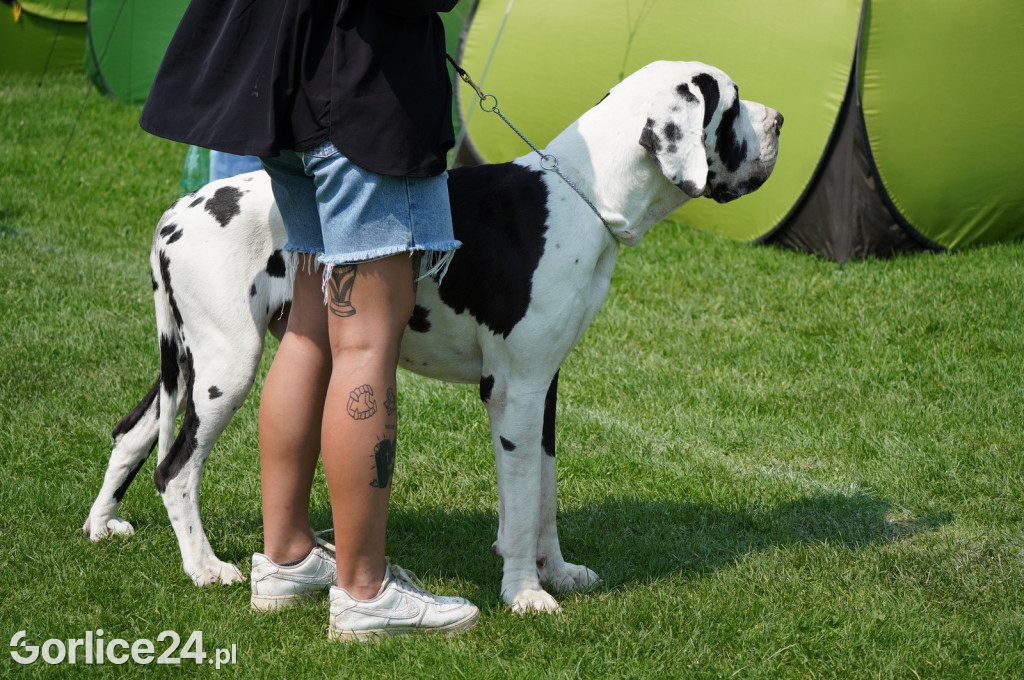 Wystawa psów rasowych - Gorlice 05.08.