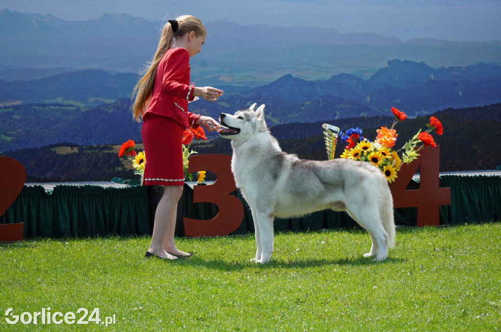 Wystawa psów rasowych - Gorlice 05.08.