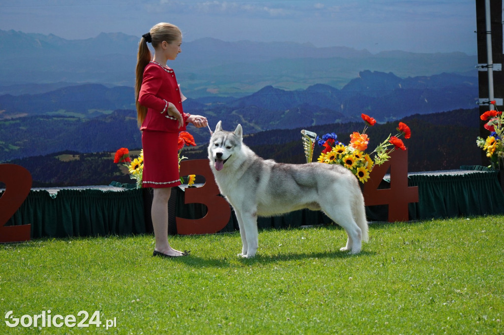 Wystawa psów rasowych - Gorlice 05.08.