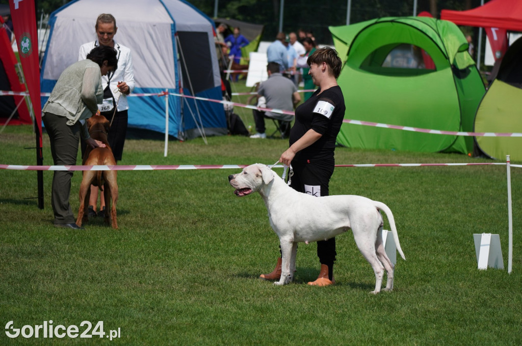 Wystawa psów rasowych - Gorlice 05.08.