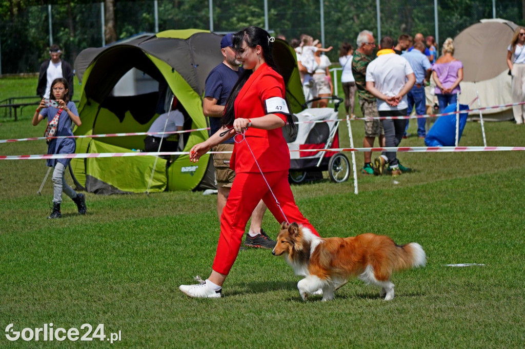 Krajowa Wystawa Psów Rasowych - niedziela (06.08.)