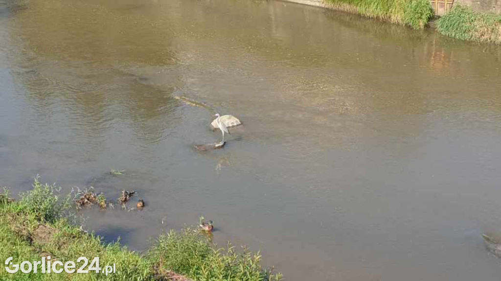Czapla na rzece Ropie