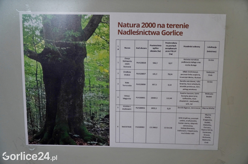Rezerwat przyrody Jelenia Góra