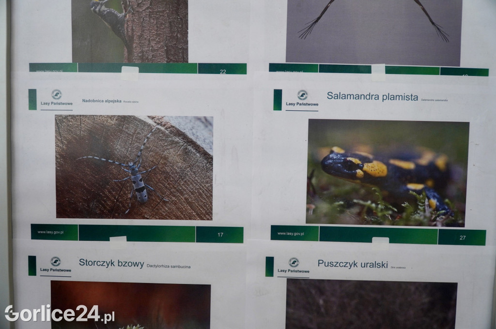 Rezerwat przyrody Jelenia Góra