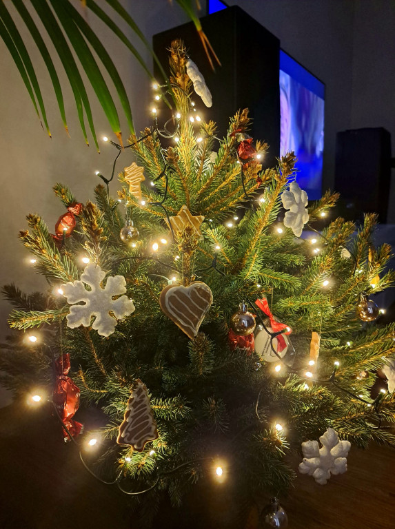Choinki Czytelników Gorlice24.pl