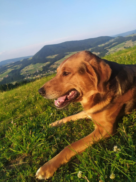 Poszukiwany Ogar Polski Frugo (8.02)