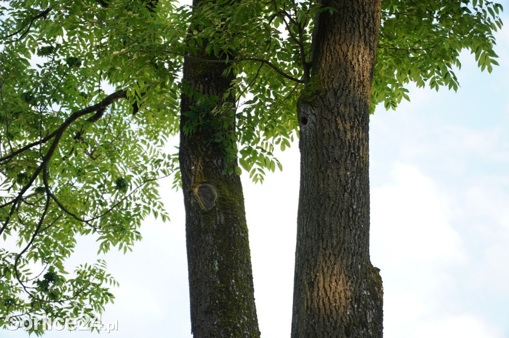 Noc Muzeów pod znakiem Nietoperza 19.05.