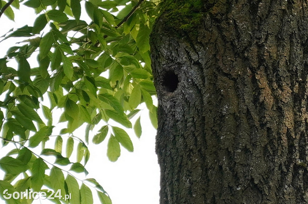 Noc Muzeów pod znakiem Nietoperza 19.05.