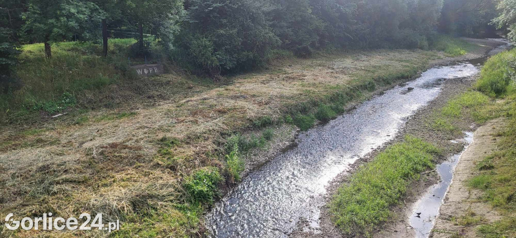 Wykoszone brzegi Sękówki (27.06)