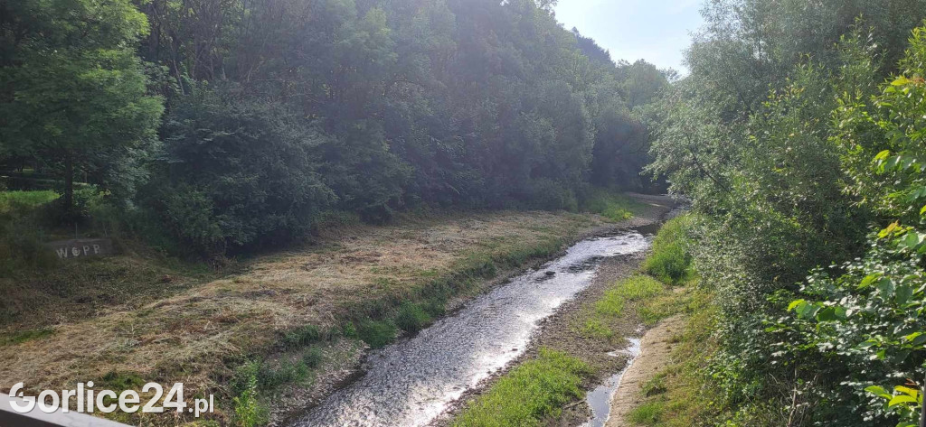Wykoszone brzegi Sękówki (27.06)