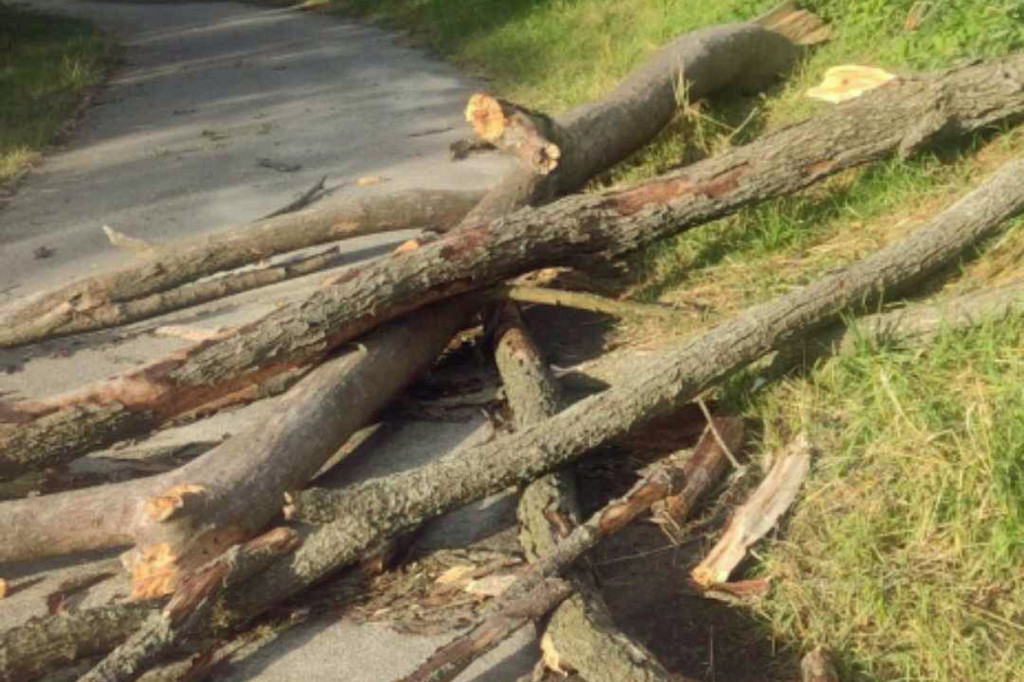 Niebezpieczne drzewa przy ścieżce rowerowej w Gorlicach