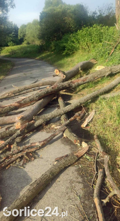 Niebezpieczne drzewa przy ścieżce rowerowej w Gorlicach