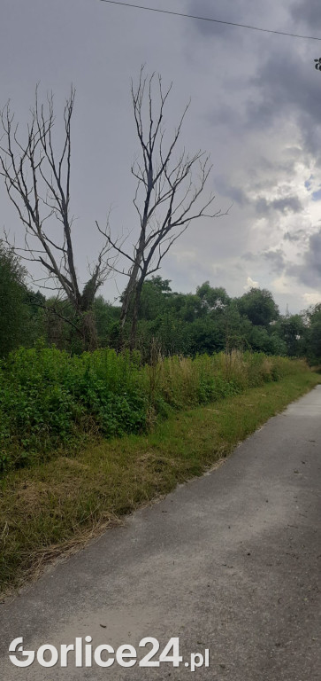 Niebezpieczne drzewa przy ścieżce rowerowej w Gorlicach