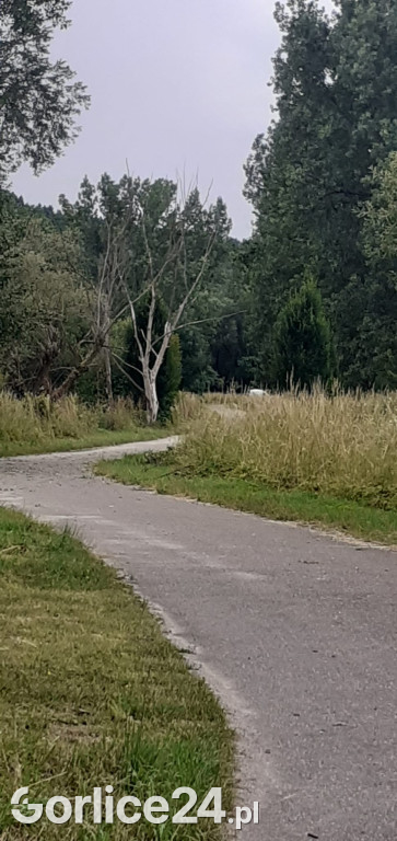 Niebezpieczne drzewa przy ścieżce rowerowej w Gorlicach