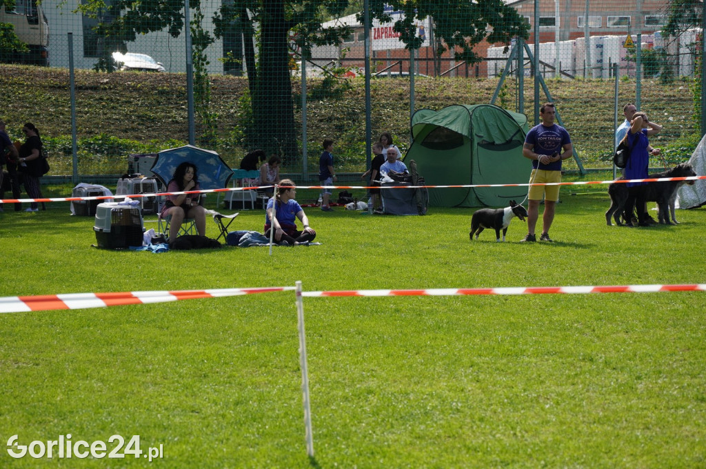 Wystawa Psów Rasowych w Gorlicach (10.08.2024.)
