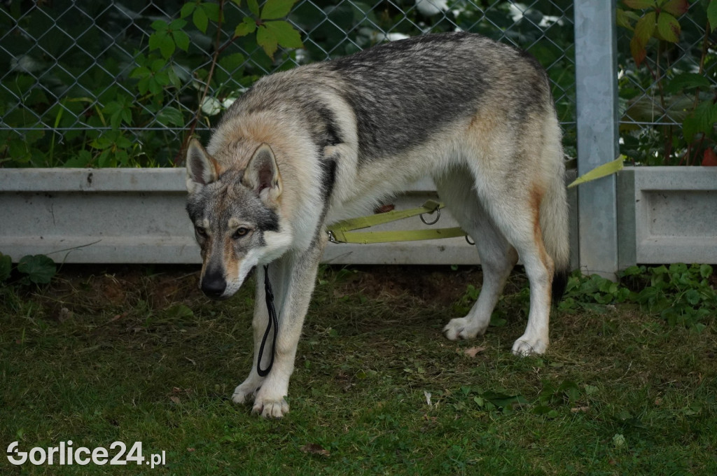 Wystawa Psów Rasowych w Gorlicach (10.08.2024.)