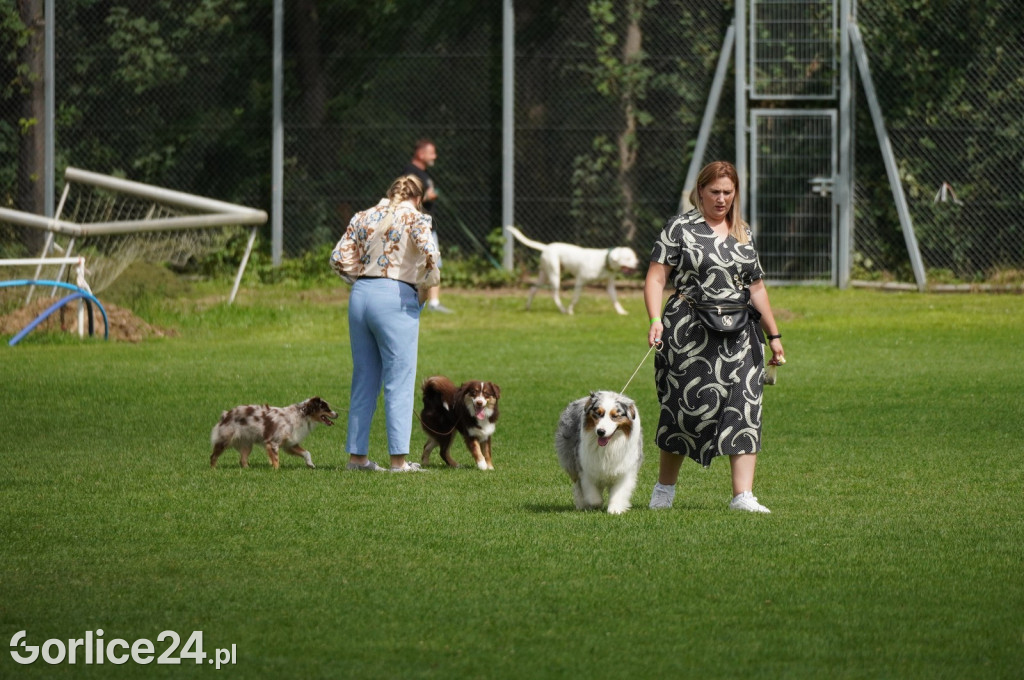 Wystawa Psów Rasowych w Gorlicach (10.08.2024.)