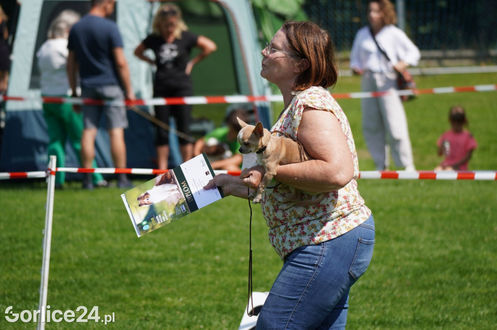 Wystawa Psów Rasowych w Gorlicach (10.08.2024.)