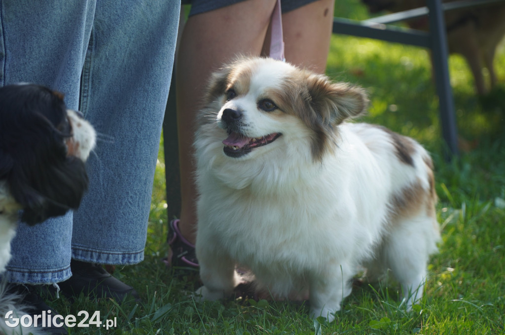 5 Rodzinny Dog Piknik w Kobylance 01.09.