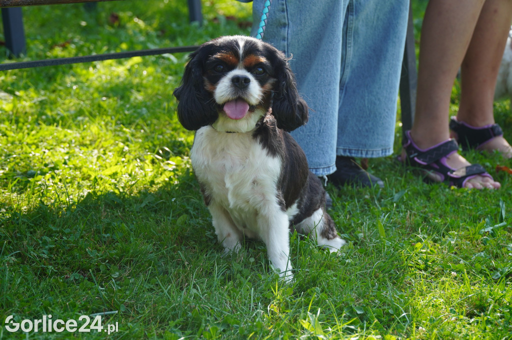 5 Rodzinny Dog Piknik w Kobylance 01.09.