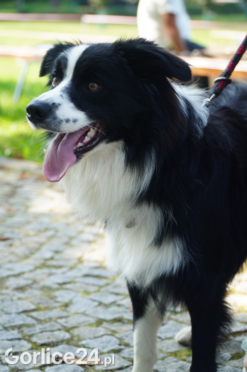 5 Rodzinny Dog Piknik w Kobylance 01.09.