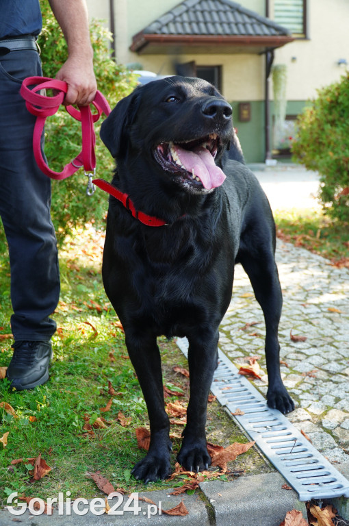 5 Rodzinny Dog Piknik w Kobylance 01.09.