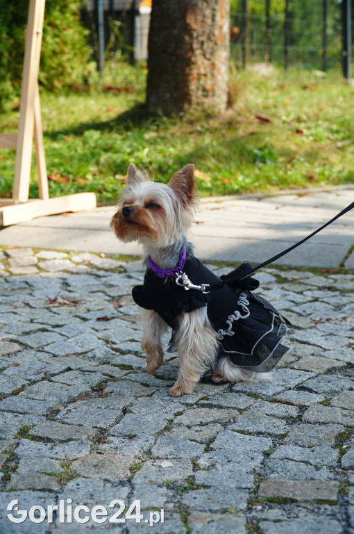 5 Rodzinny Dog Piknik w Kobylance 01.09.
