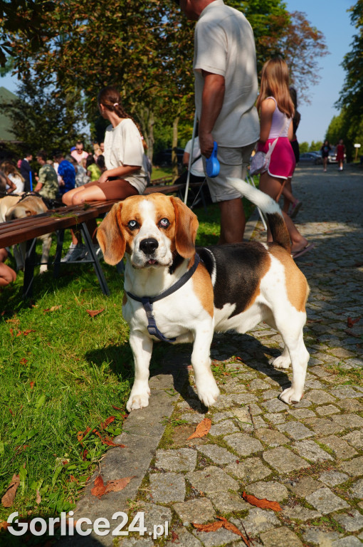 5 Rodzinny Dog Piknik w Kobylance 01.09.