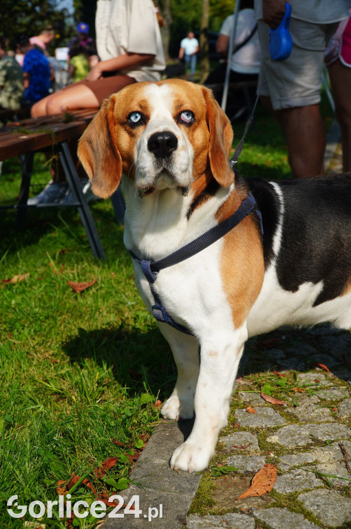 5 Rodzinny Dog Piknik w Kobylance 01.09.