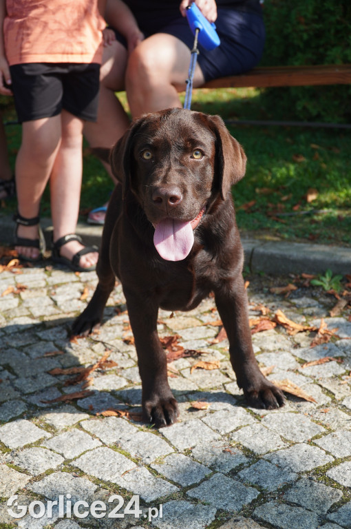 5 Rodzinny Dog Piknik w Kobylance 01.09.