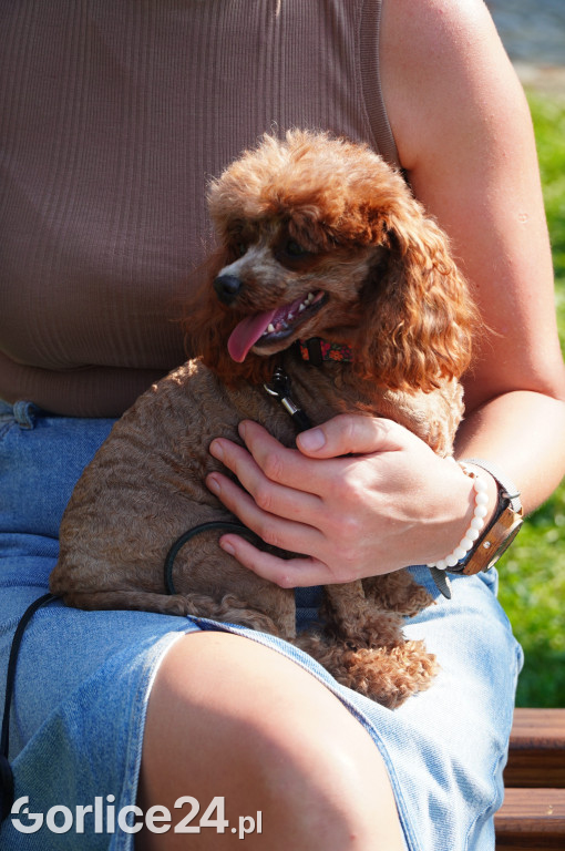 5 Rodzinny Dog Piknik w Kobylance 01.09.