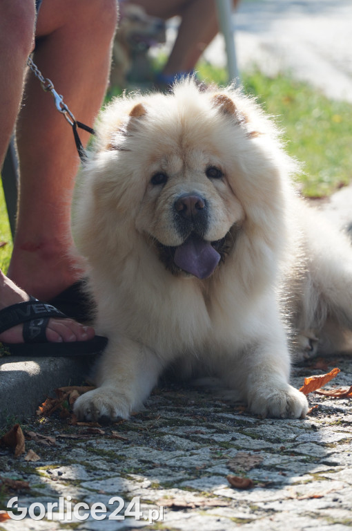 5 Rodzinny Dog Piknik w Kobylance 01.09.