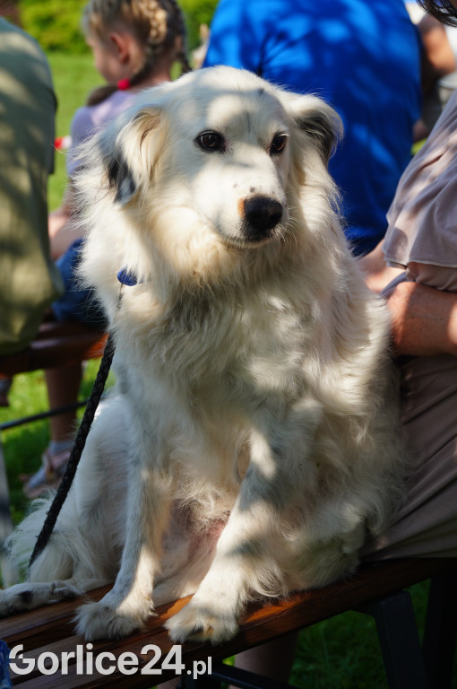 5 Rodzinny Dog Piknik w Kobylance 01.09.