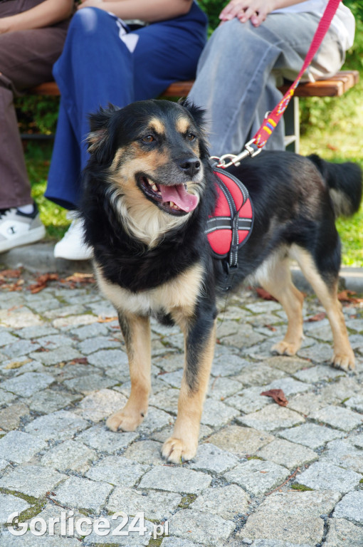 5 Rodzinny Dog Piknik w Kobylance 01.09.