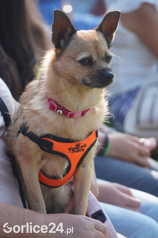 5 Rodzinny Dog Piknik w Kobylance 01.09.