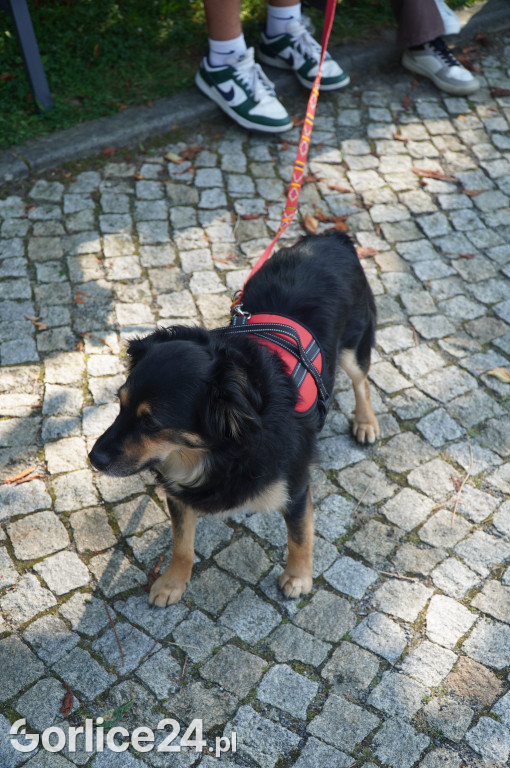 5 Rodzinny Dog Piknik w Kobylance 01.09.